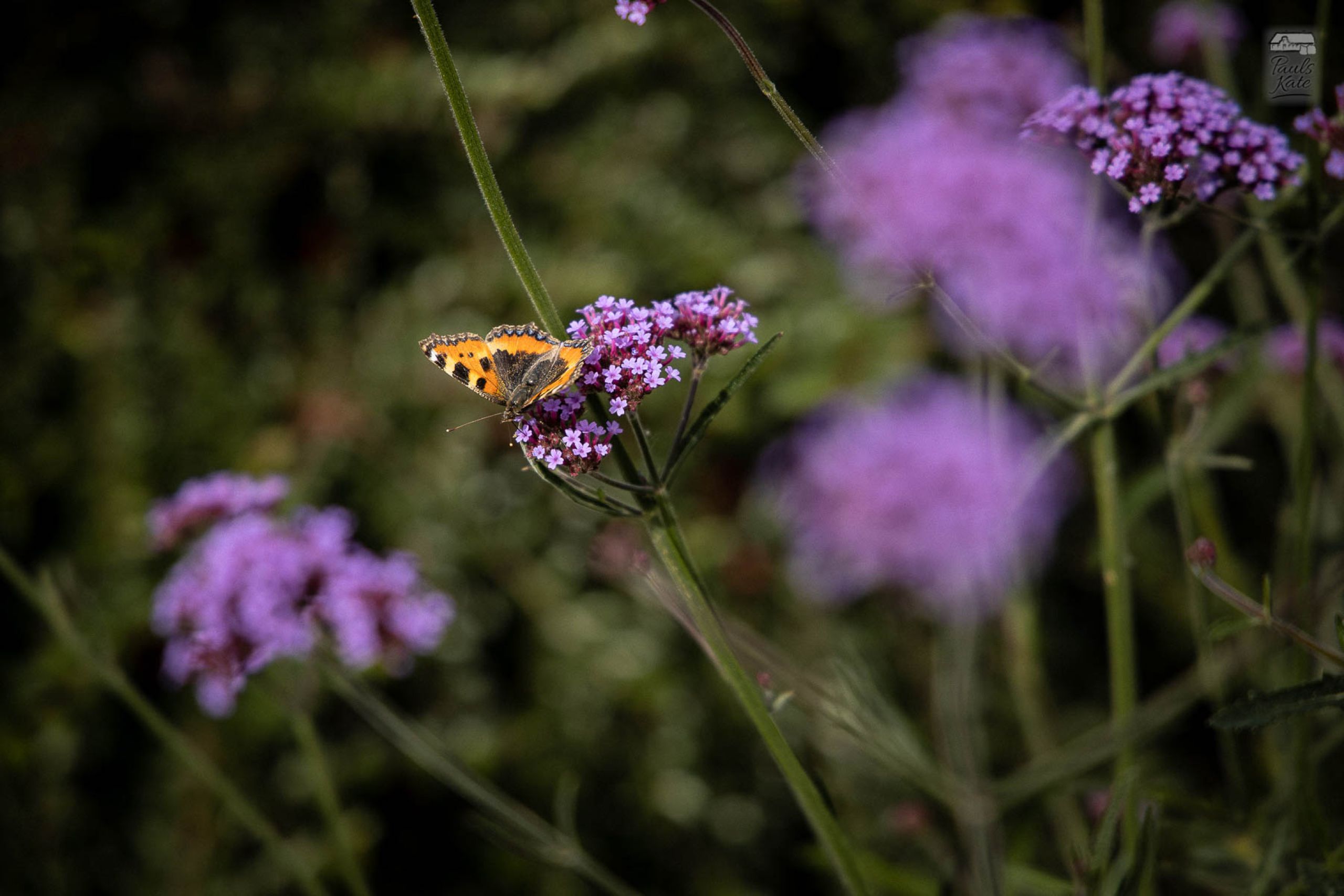 Eisenkraut mit Schmetterling im Katen-Garten